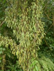 Pyrrosia elaeagnifolia. Fertile fronds densely covering trunk and branches of a forest tree.
 Image: L.R. Perrie © Leon Perrie CC BY-NC 3.0 NZ